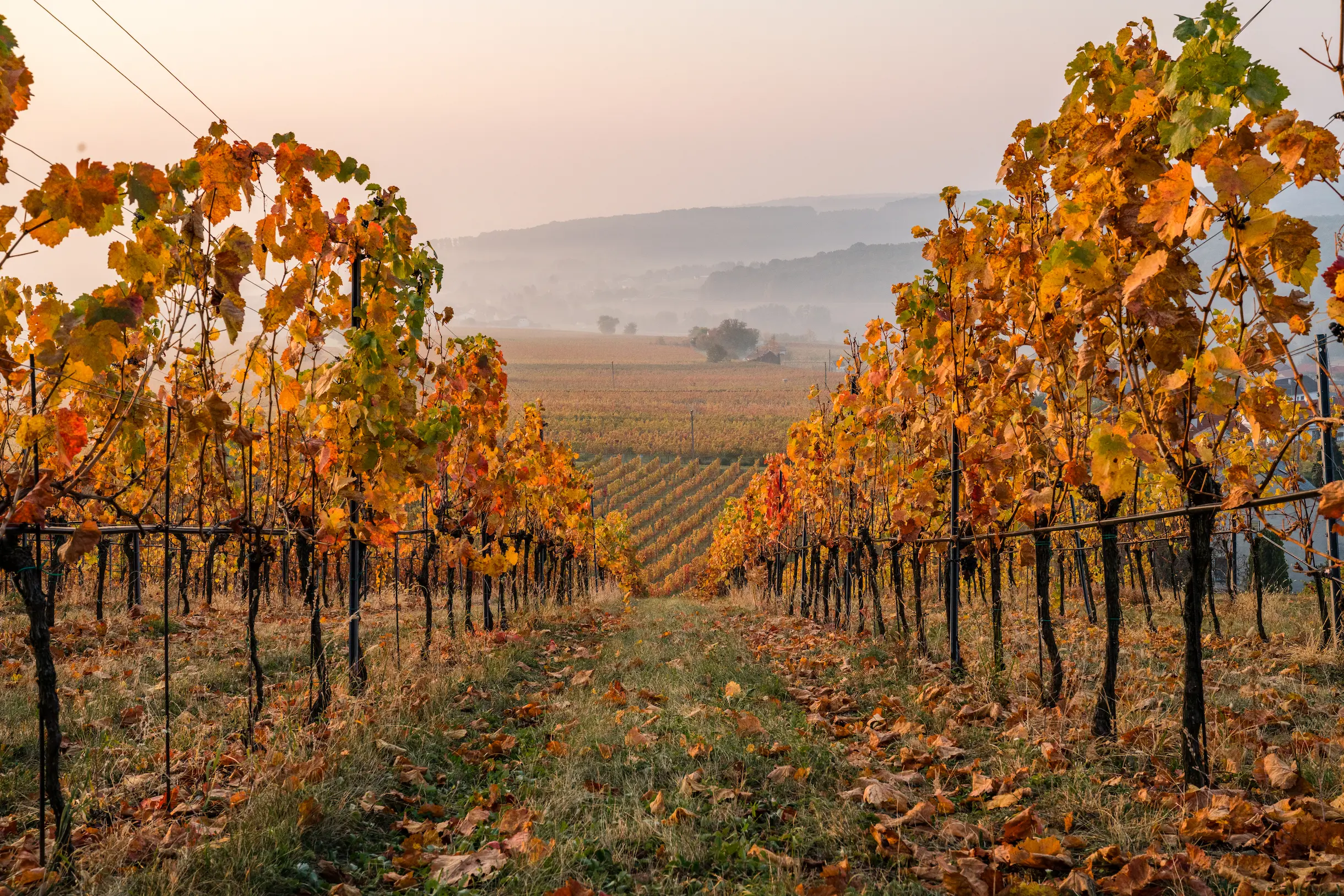 Wild, Wein & Herbstgenuss